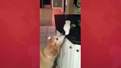 funny clips-funniest videos-best funny-funny site-short clips-comedy clips[10]