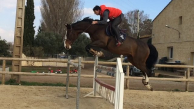 Jument 12 ans par ZORTIN gros moyens