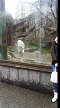 Sibirya kaplanı, kızı az kalsın kalpten götürüyordu