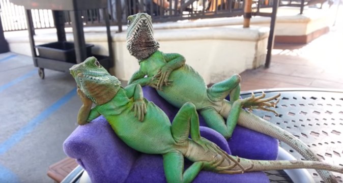 Meet the World's Most Relaxed Lizards