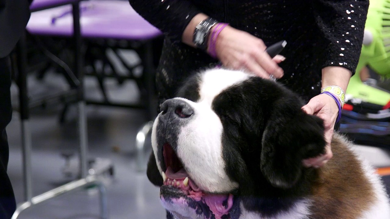 Westminster Dog Show Teaser