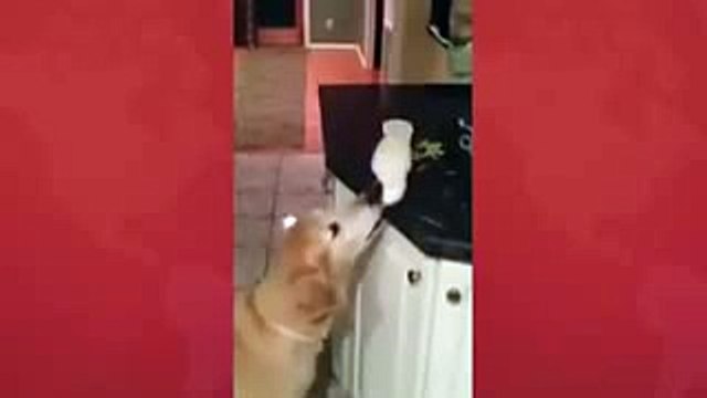 funny clips-funniest videos-best funny-funny site-short clips-comedy clips[10]