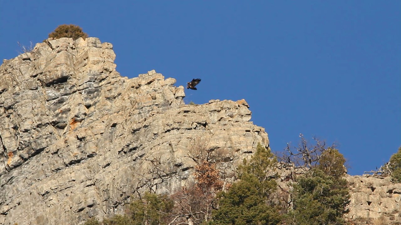 L'aigle a faim