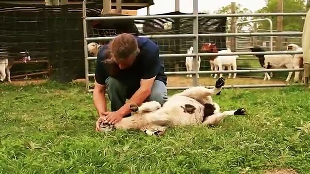 Why do Muslims eat Halal - Unbelievable