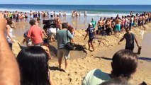 Spektakularna akcja ratowania żarłacza białego, który utknął na plaży - Cały wideo Lektor PL 13