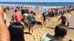 Spektakularna akcja ratowania żarłacza białego, który utknął na plaży - Cały wideo Lektor PL 13