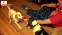 Funny DOG videos Wooden Floors 2016 #P4 (FULL HD)