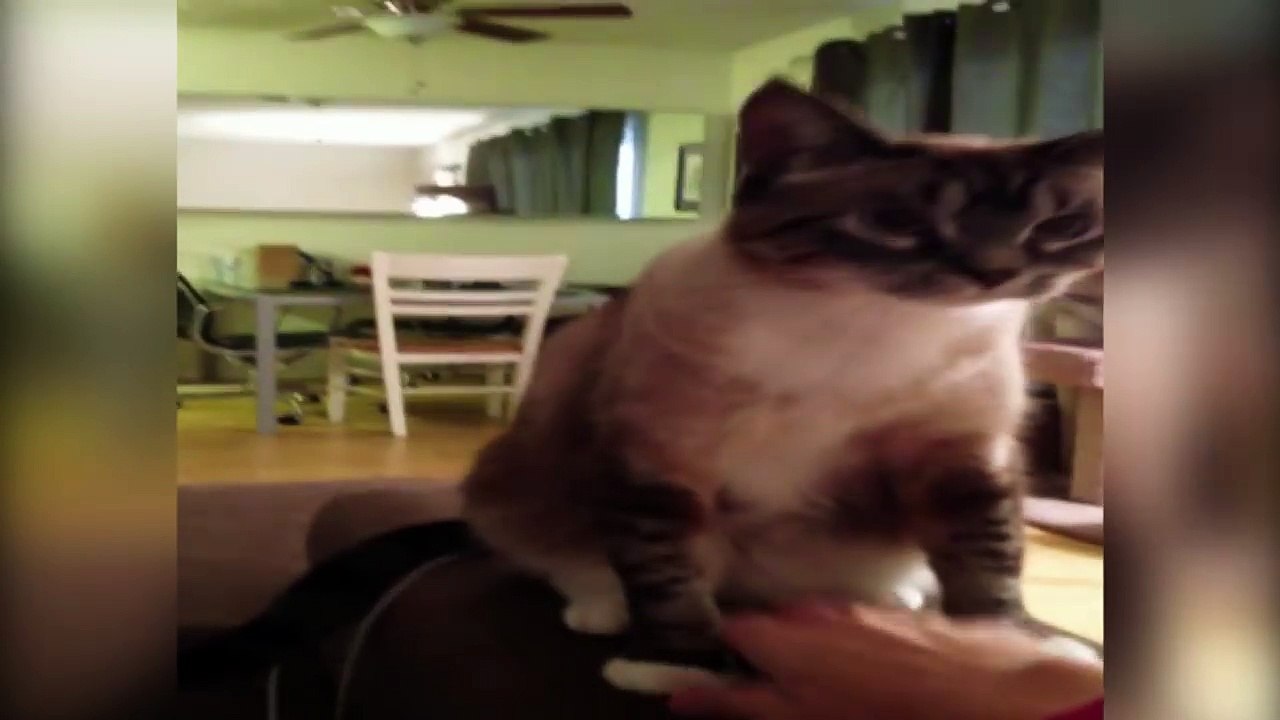 Cat Doesn't Want Your Love 2016