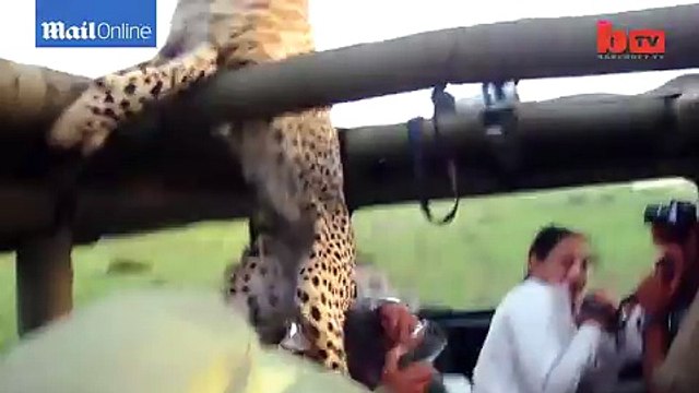 Un Touriste face à un guépard qui va grimper dans sa jeep... Flippant