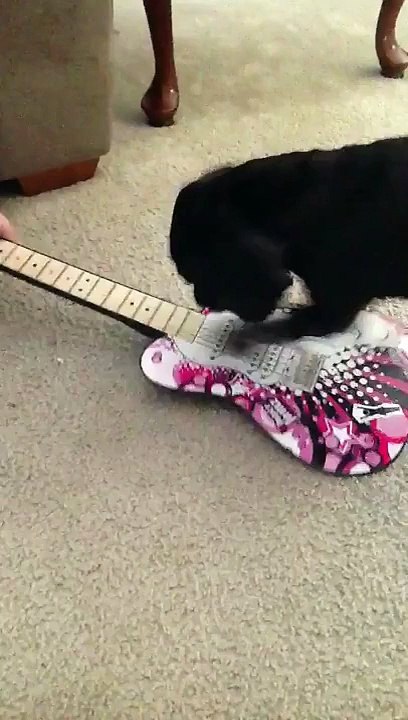 Gitar Çalan Köpek