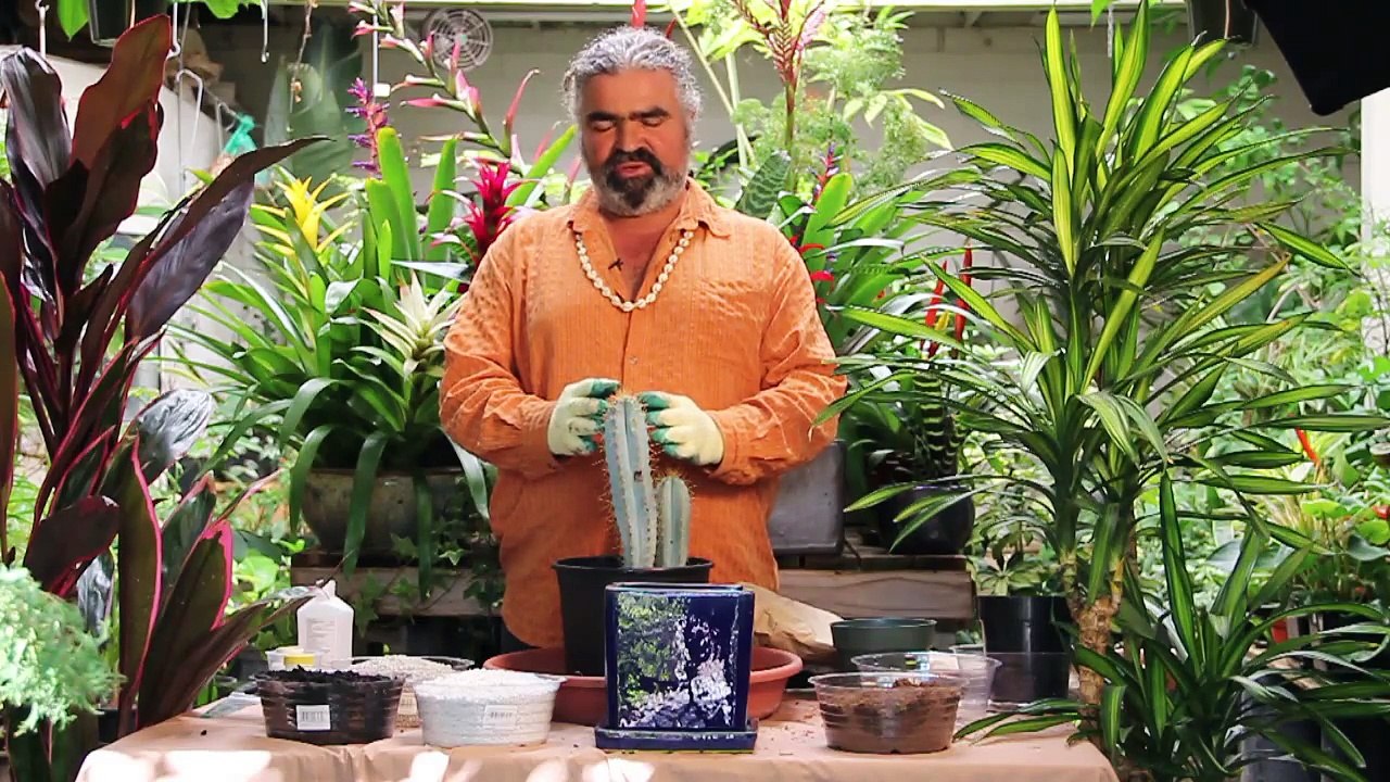Gardening Help - How to Re-pot a Cactus