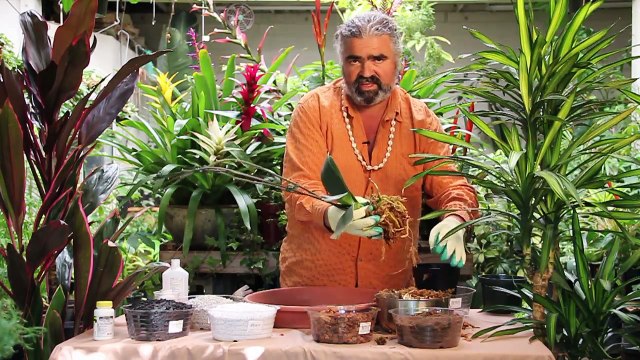 Gardening Help - How to Re-pot Phalaenopsis Orchids