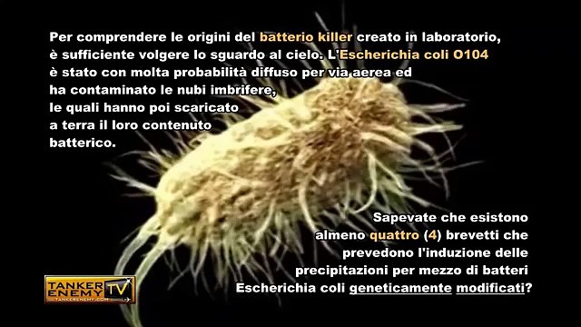 Escherichia Coli, il batterio killer che arriva con la pioggia