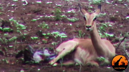 Unbelievable- Leopard Hesitates Before Taking Out An Impala Lamb At Birth