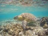 Scuba diving video - Mayotte Island - HD