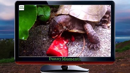Animals Eating Watermelon [HD 2016] - YouTube