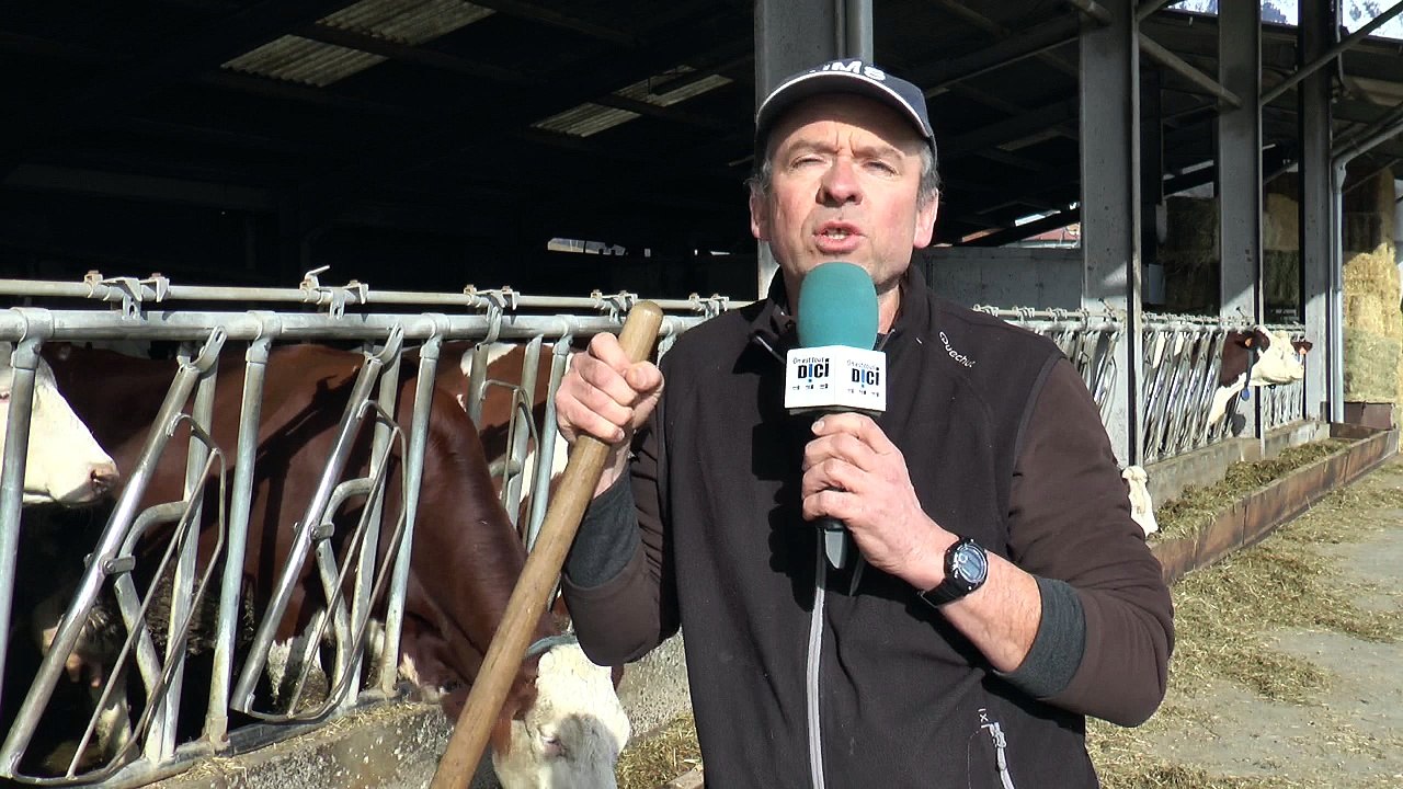 DICI TV - La ferme du Buissonet à Selonnet a robotisé la traite de ses vaches