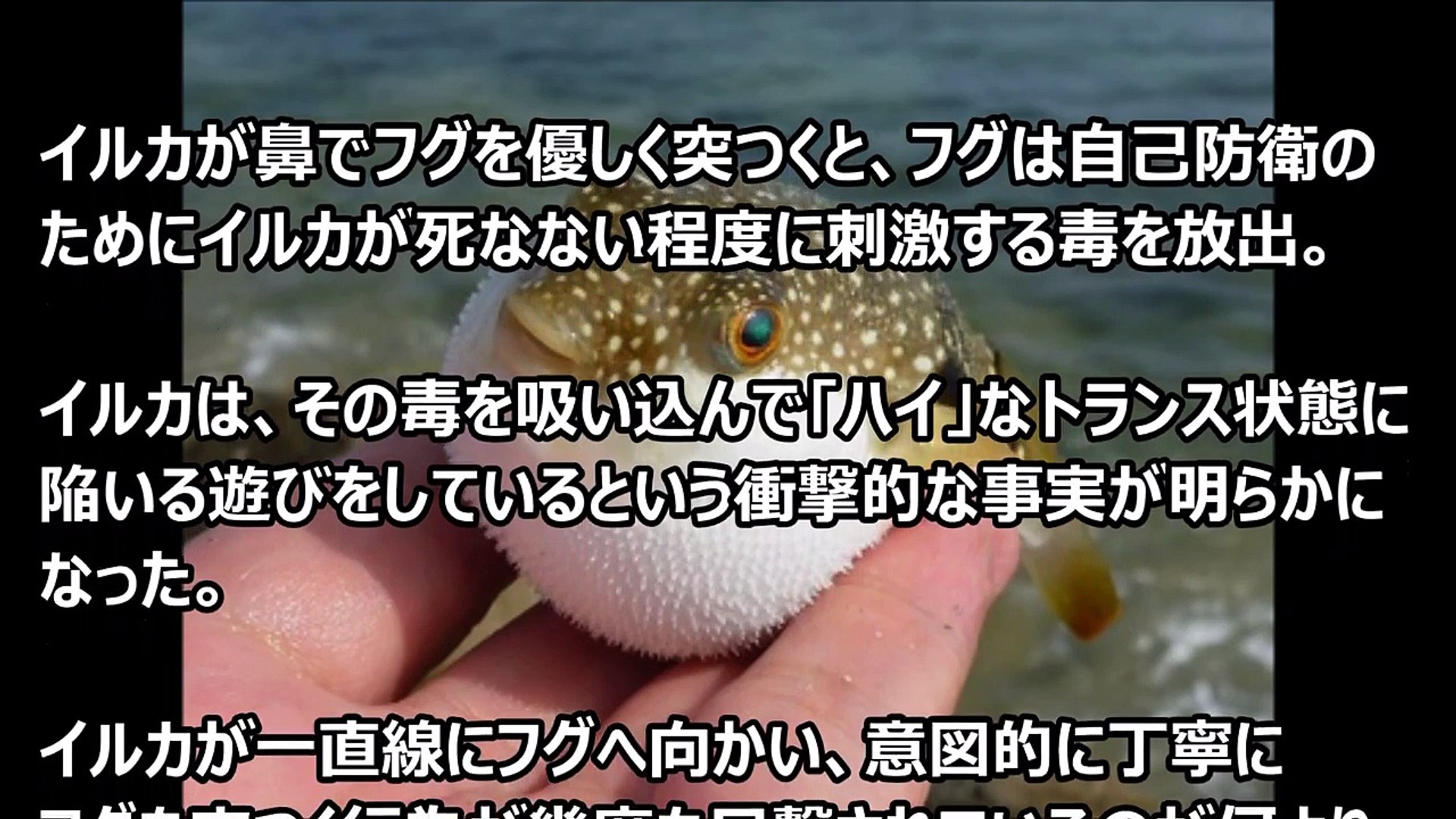 知ったら後悔する 衝撃 イルカ がドラッグする イジメなどイルカの怖い雑学が凄まじかった Dailymotion Video