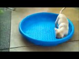 Victor Madera los mejores videos de animales 2