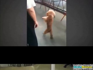 victor Madera los mejores videos de animales graciosos parte 3