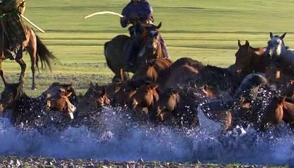 Yabani atları yakalayıp eğitiyorlar.