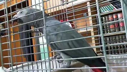 Salinan dari Burung ajaib bisa mengucapkan lafadz2 Alloh (News World)