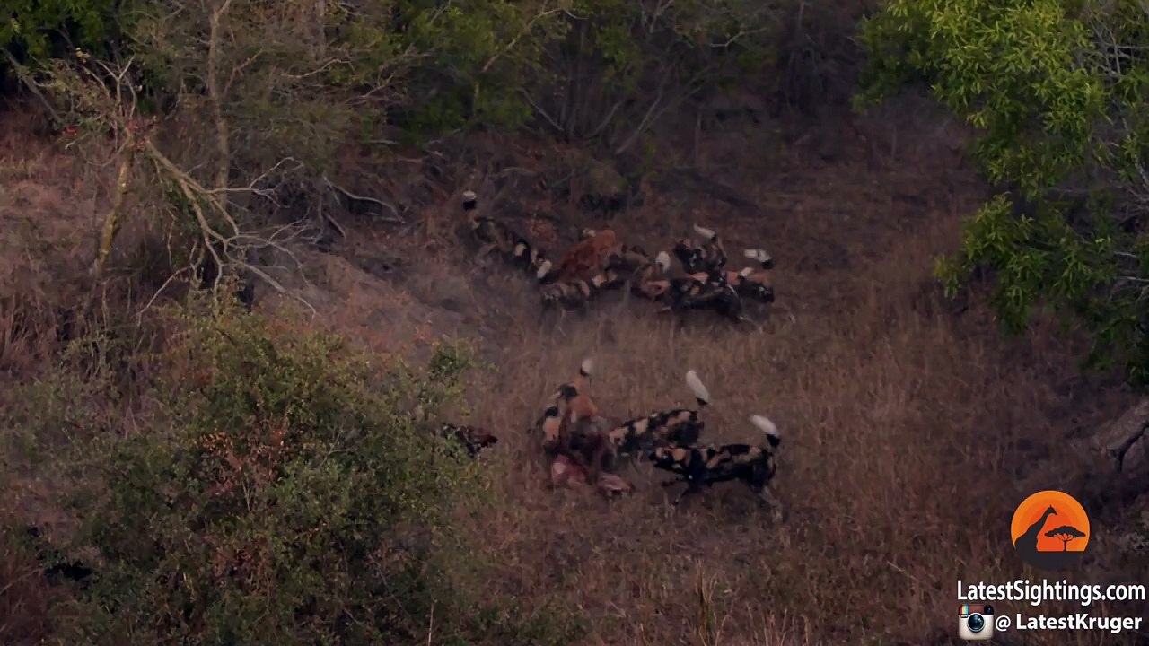 Wild Dogs Attack Spotted Hyenas to Defend Their Kill