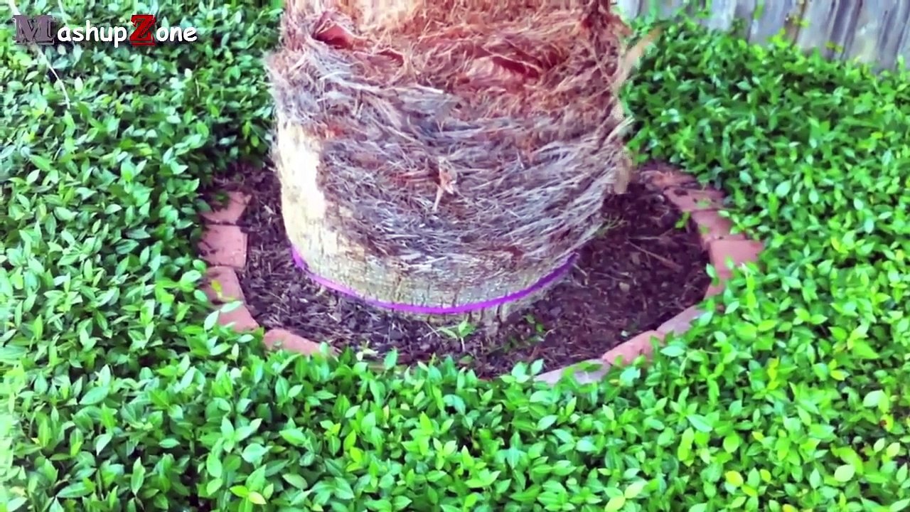 Funny Animals - A Funny Animal Videos Compilation 2015