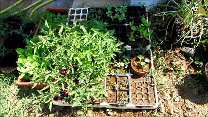 First watermelon from our garden