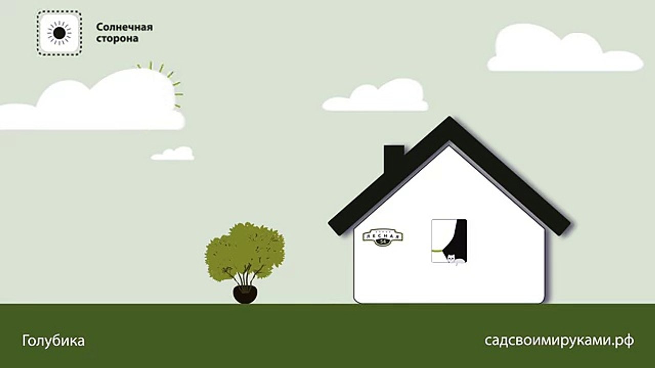 Голубика. Инструкция по посадке. СадСвоимиРуками