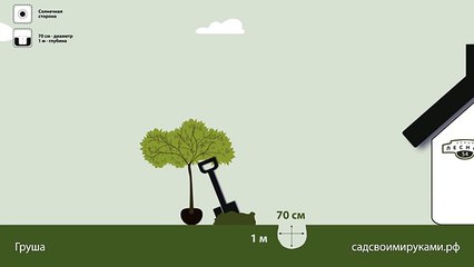 Груша. Инструкция по посадке. СадСвоимиРуками