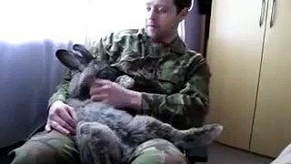 Зачем солдату кролик-