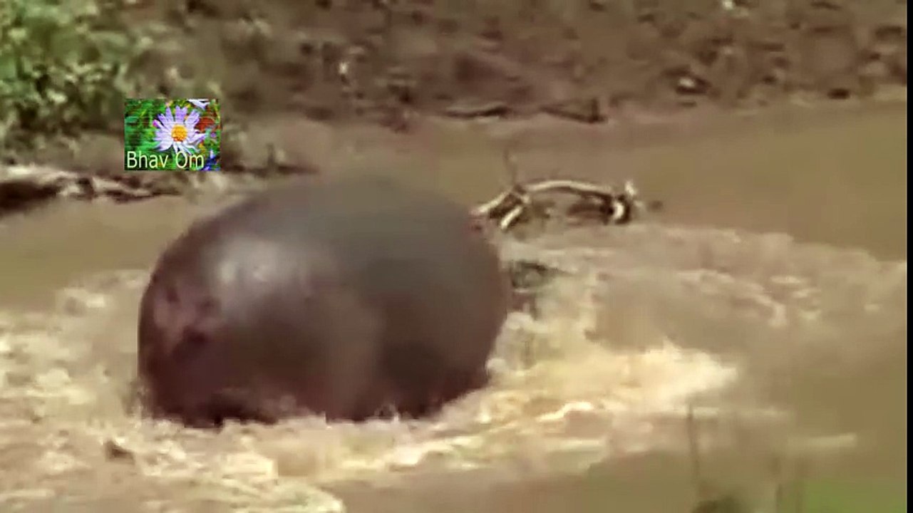 Lion vs Hippo. Crocodile vs Hippo. Anaconda eats Hippo fight giant
