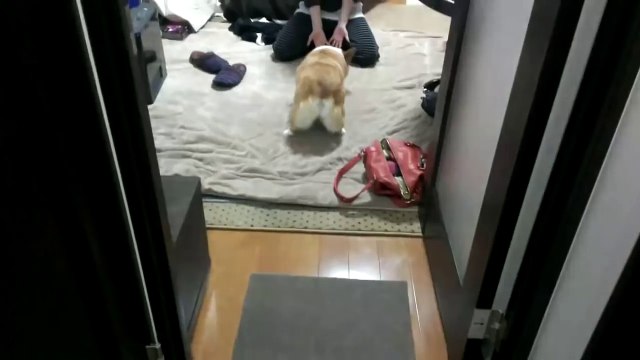 Un corgi qui twerk et bouge son popotin! Chien adorable