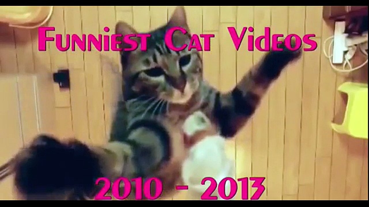 Funniest Cat Videos Ever HD