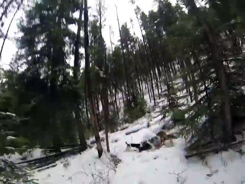 Un homme obligé de tuer ce puma qui s'attaque à ses chiens