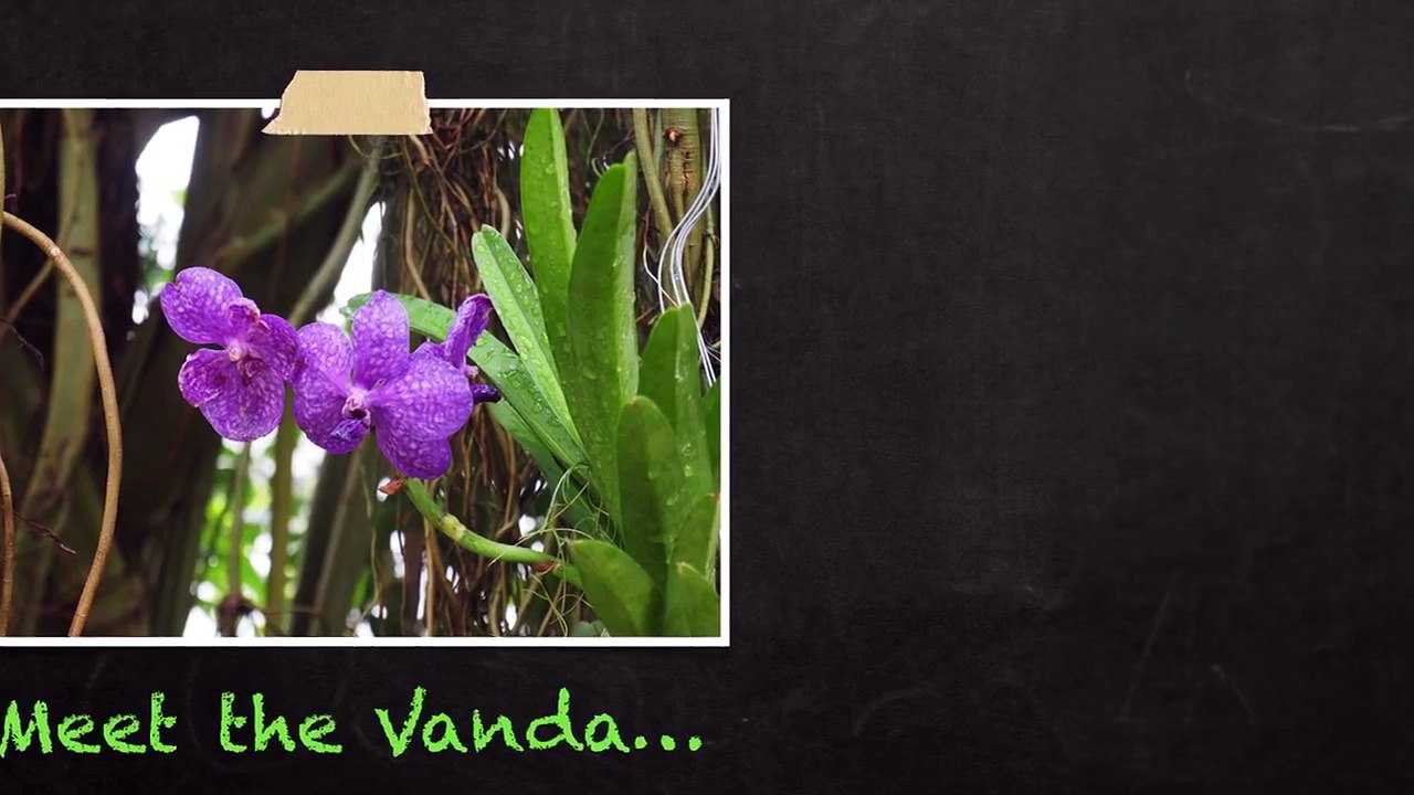 Introduction to Vanda Orchids
