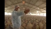 Speech in front of thousands of turkeys