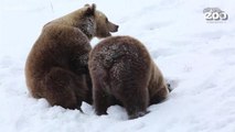 Bears wake up from hibernation a month early and frolic in the snow
