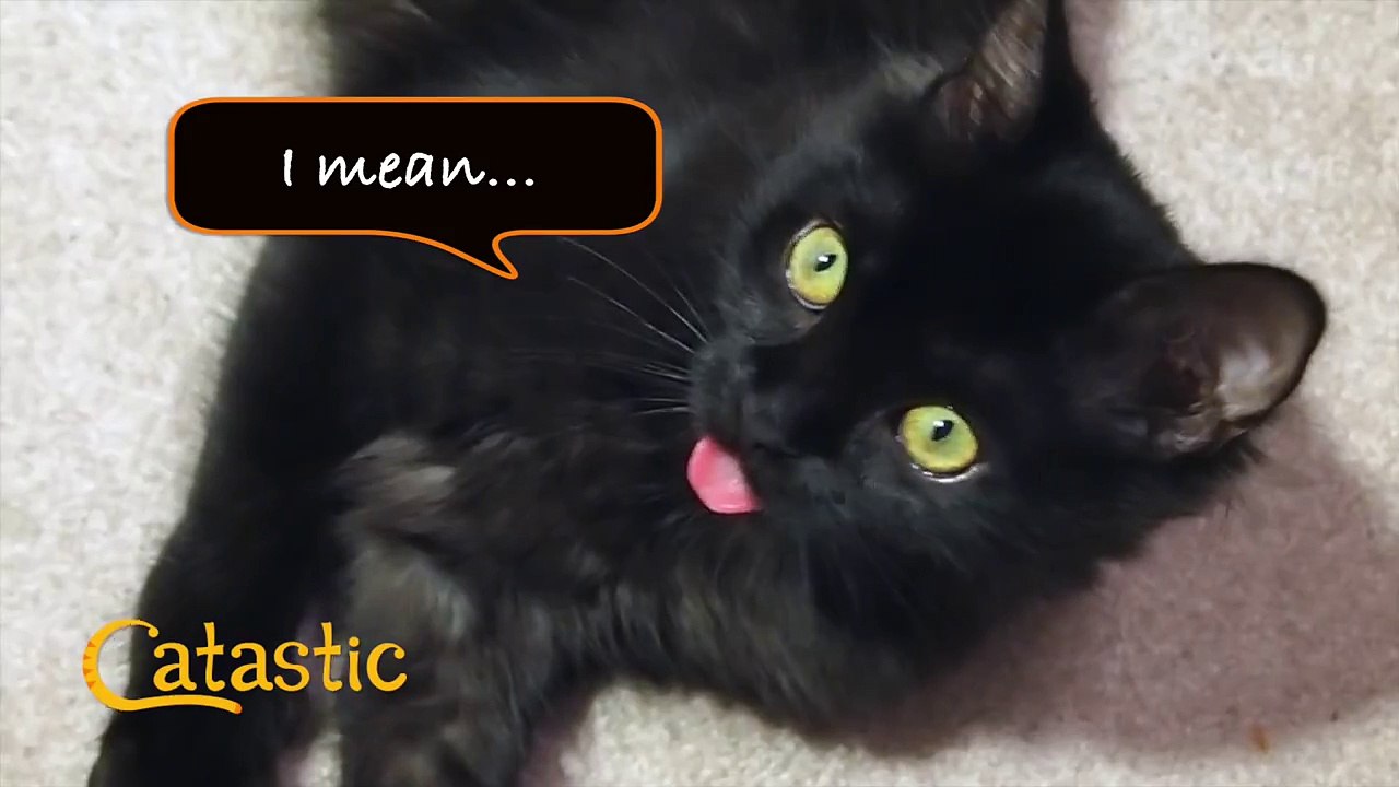 Is your cat Catastic?