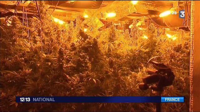 Nord : au moins 4 000 pieds de cannabis découverts