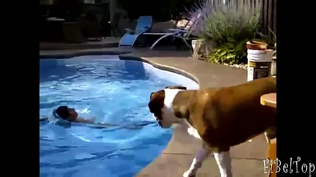 Смешные собаки. Собаки падают в воду подборка