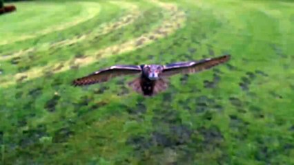 Owl (flight in slow motion)