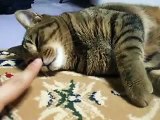 ☆寝ぼけている猫にイタズラ♪ play a prank on the sleeping cat（ねこ、ネコ、ペット、動画、動物、youtube、video）