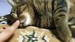 ☆寝ぼけている猫にイタズラ♪ play a prank on the sleeping cat（ねこ、ネコ、ペット、動画、動物、youtube、video）