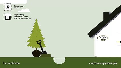 Ель сербская. Инструкция по посадке. СадСвоимиРуками