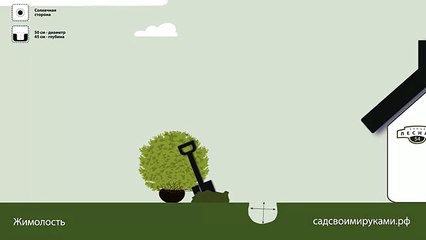 Жимолость. Инструкция по посадке. СадСвоимиРуками