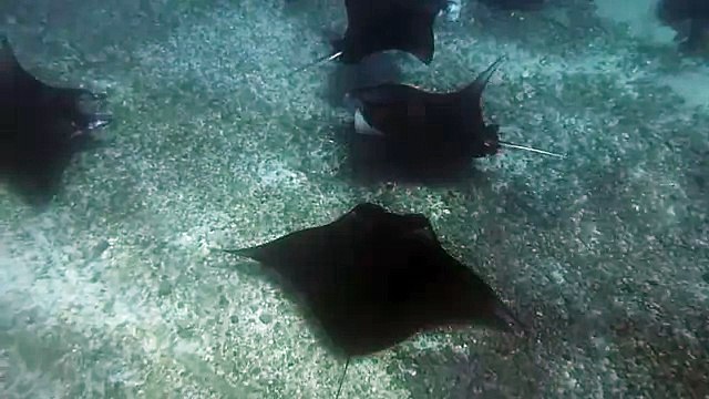 Giant manta rays flying underwater - Парящие под водой гигантские скаты-манты