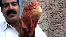 Old Aseel Hen by Ustad Rana Safdar Sahab Game Fowl Bird