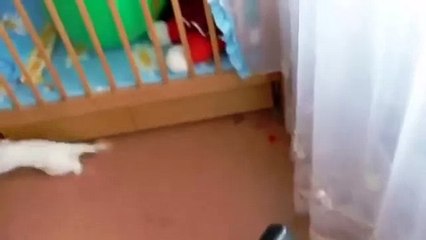 Приколы с животными. Подборка Топ 7